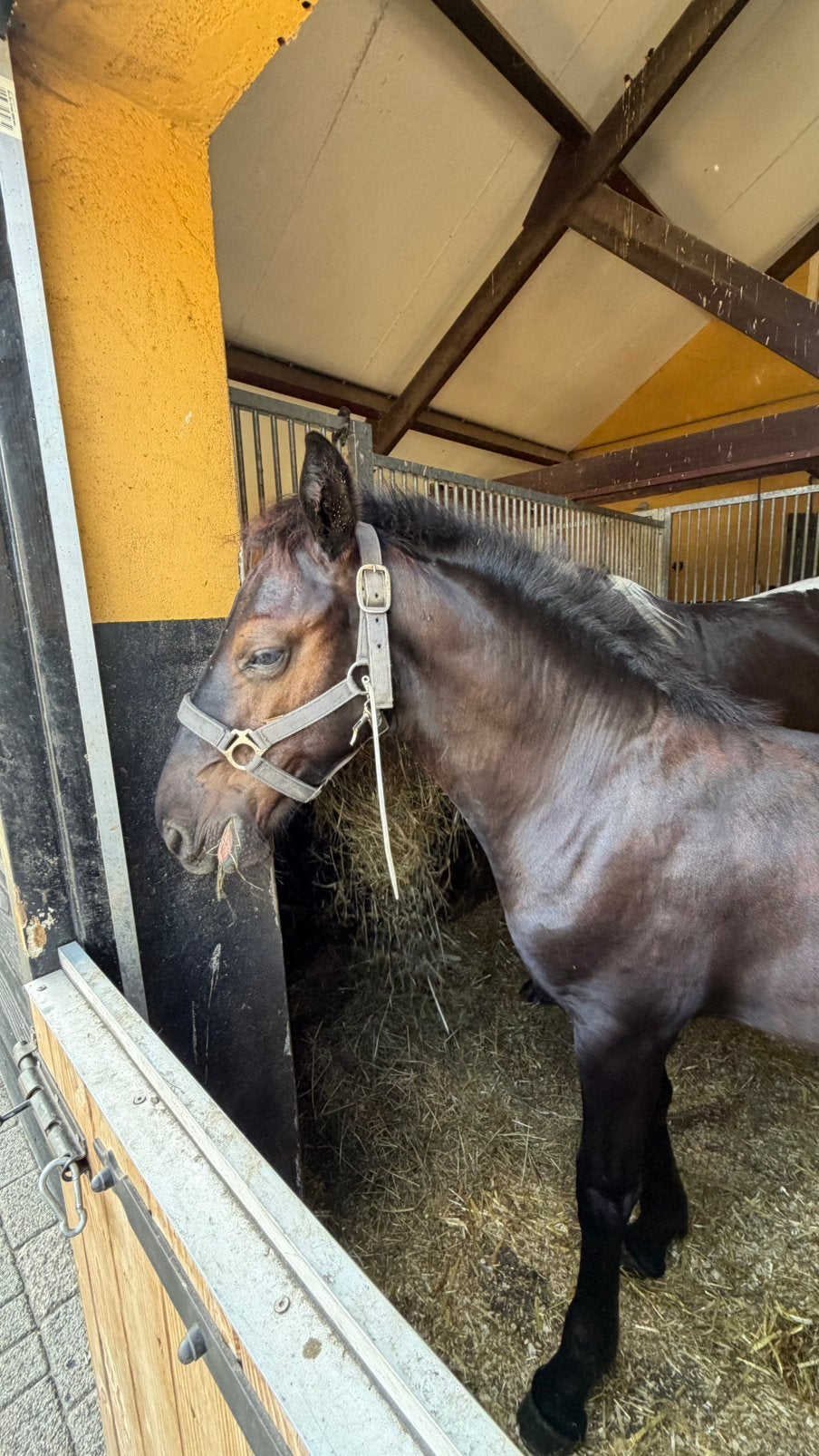 Knap hengstveulen, Dieren en Toebehoren, Hengst