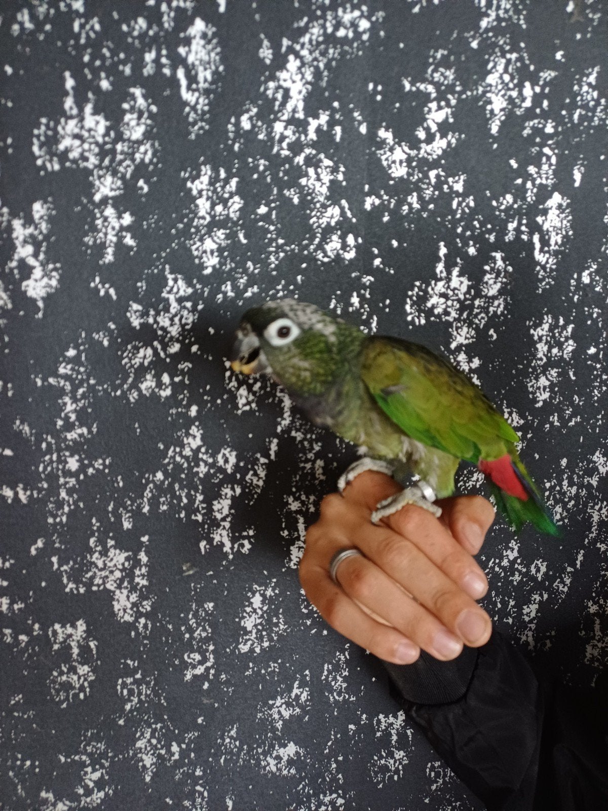 Tamme pionus  maximiliani, Vrouwelijk, Papegaai, Geringd
