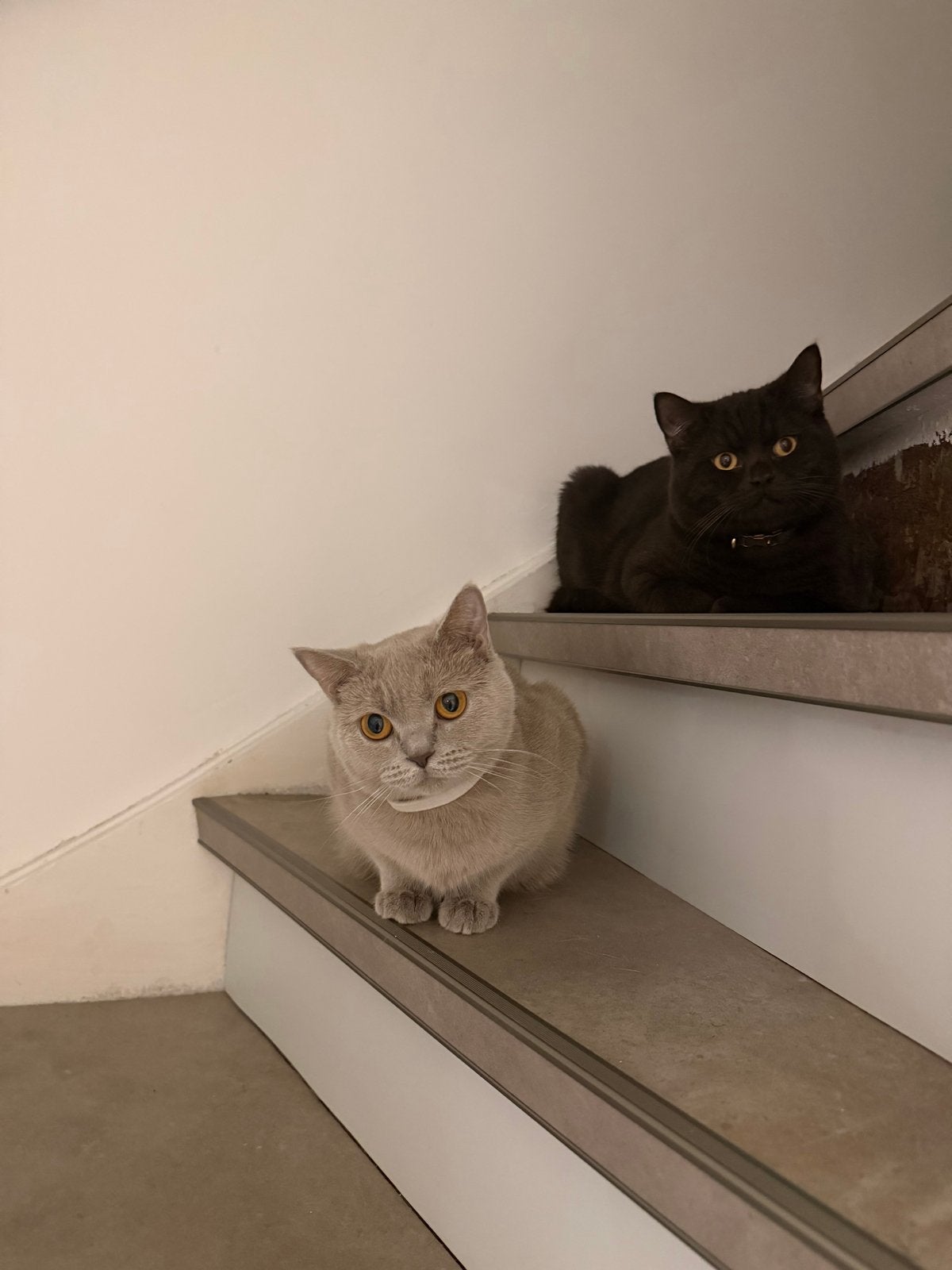 2 Britse korthaar katten, Meerdere dieren, Kortharig, 0 tot 2 jaar