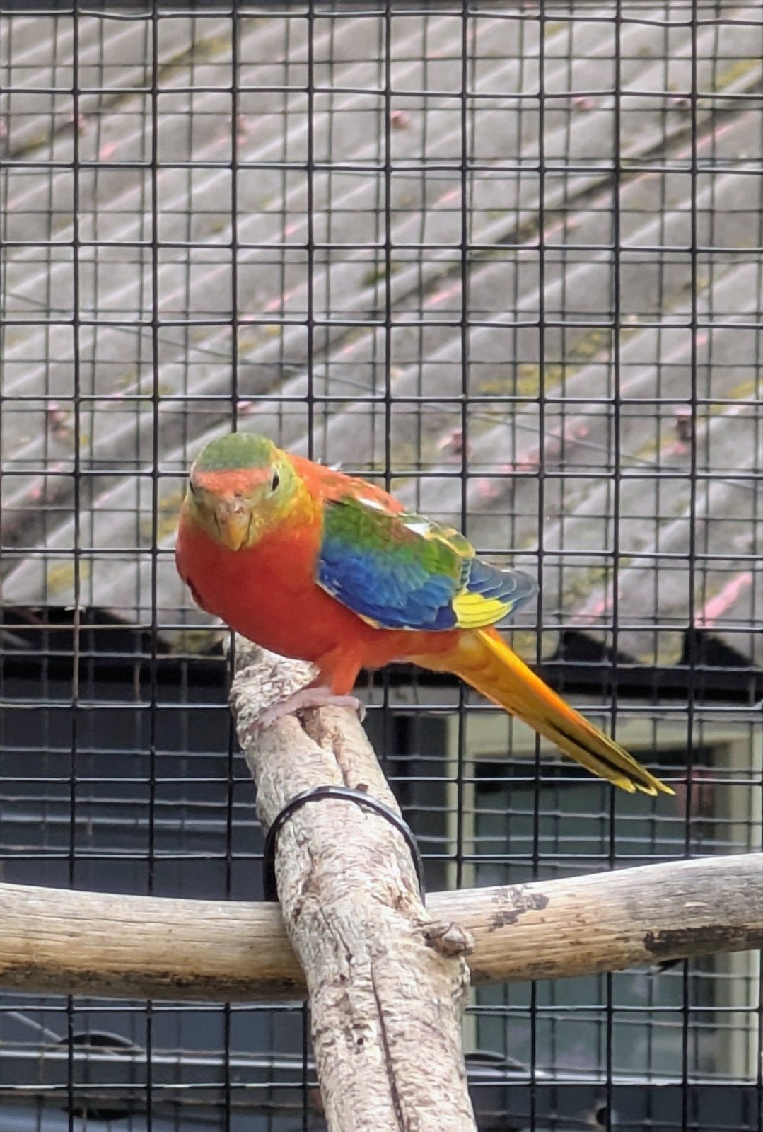 Turquoisien Parkiet, Parkiet