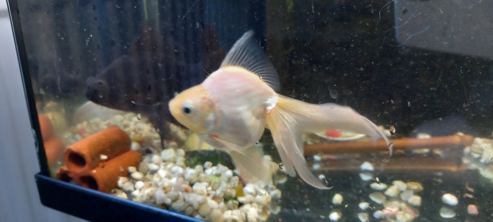Vissen, Dieren en Toebehoren, Vissen | Aquariumvissen, Vis
