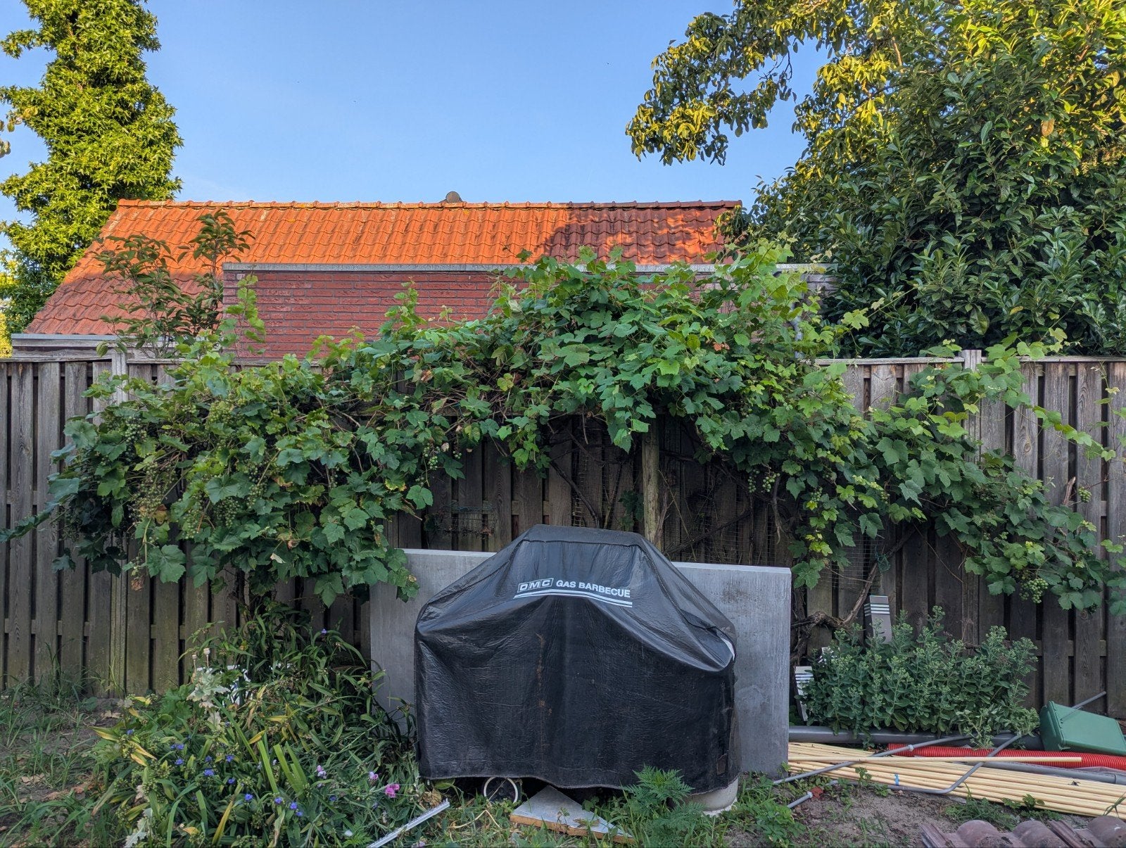 2x Druivenplant - Heerlijke druiven uit eigen tuin!, Tuin en Terras, Planten | Tuinplanten, Ophalen, Vaste plant, Fruitplanten