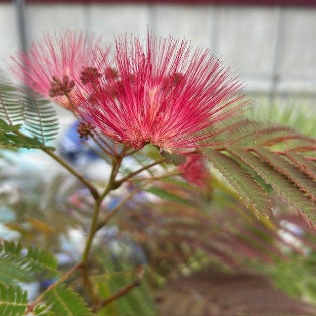 Perzische Slaapboom of Albizia, Tuin en Terras, Planten | Bomen, Ophalen of Verzenden, Zomer, In pot, 100 tot 250 cm