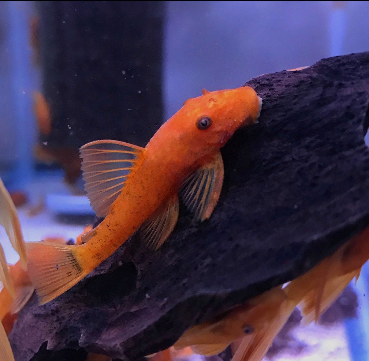 Super Red Ancistrus grote voorraad, Dieren en Toebehoren, Vis