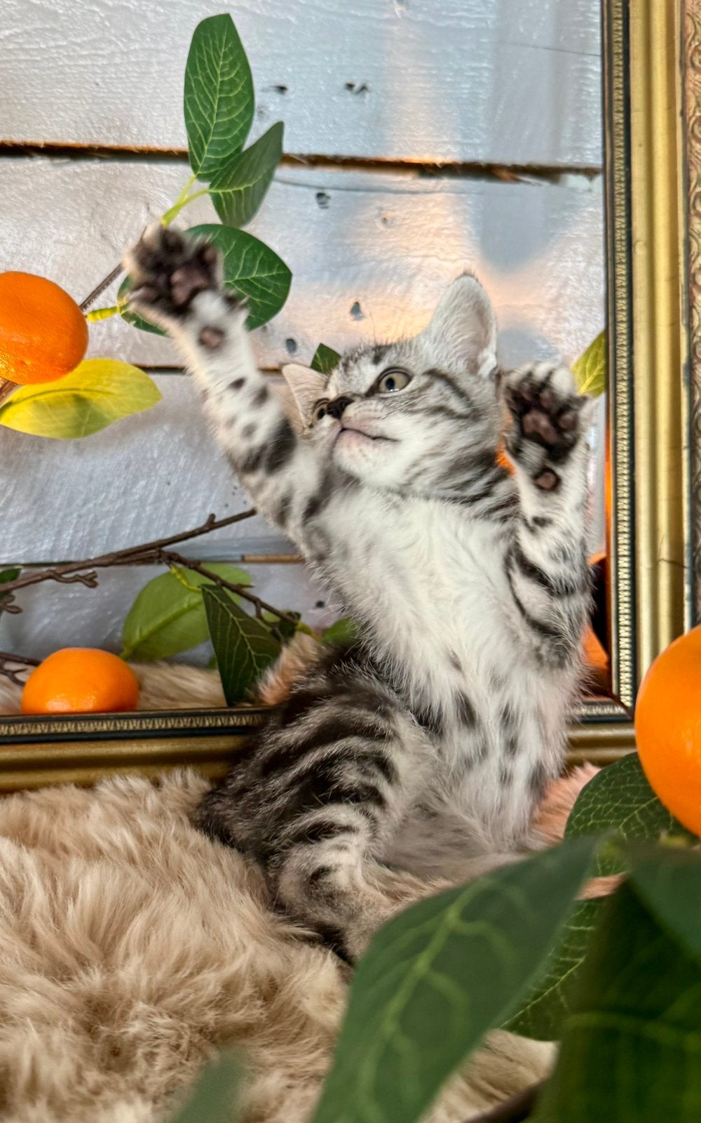 🐾Lieve Britse korthaar kitten kater whiskas  met stamboom, Meerdere dieren, Met stamboom, 0 tot 2 jaar