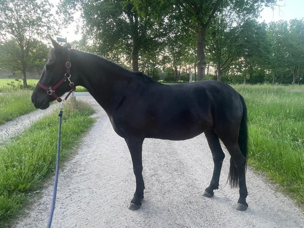 Allround D-pony te koop