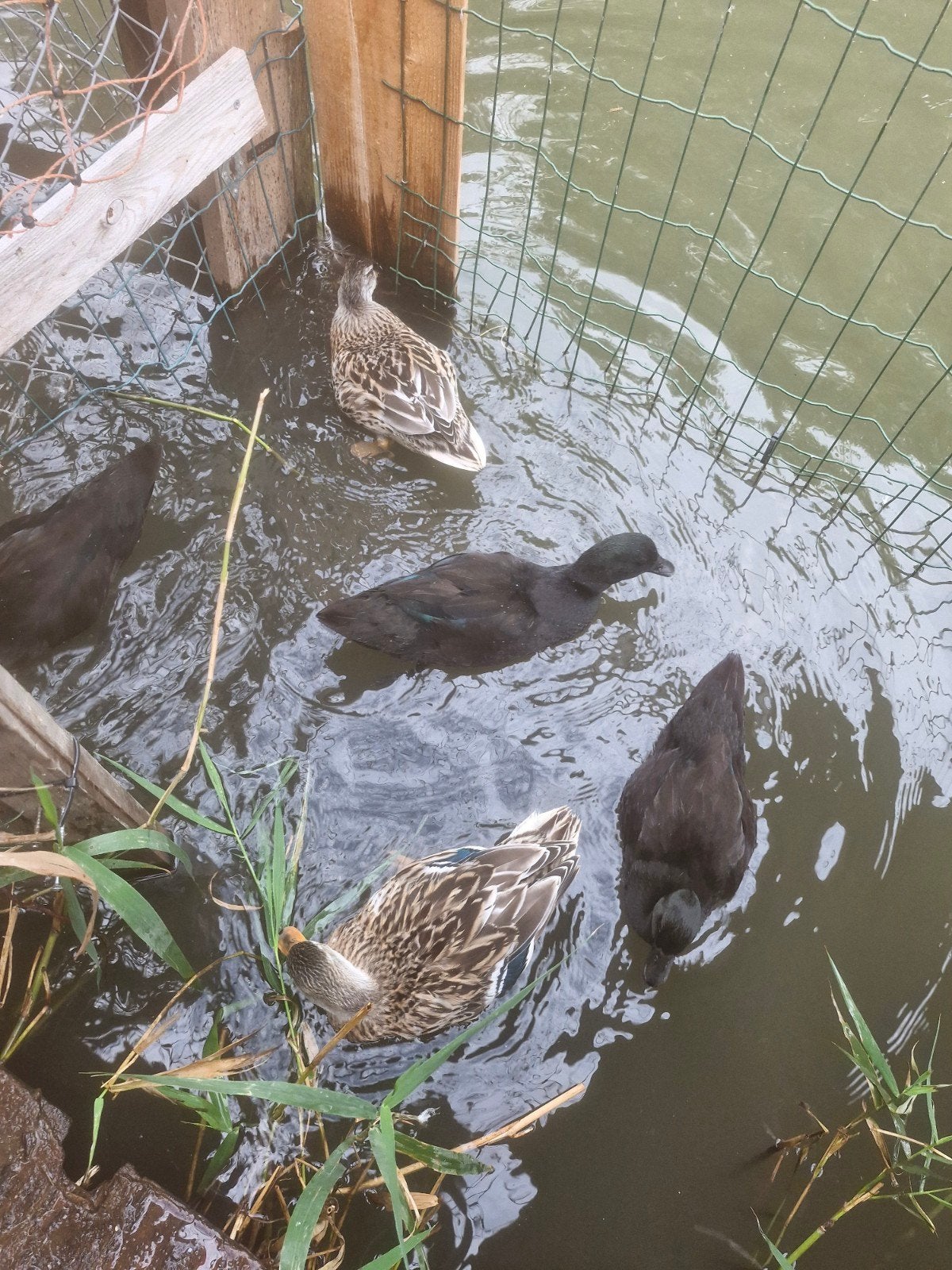 Zwarte kwakers, Meerdere dieren, Geringd