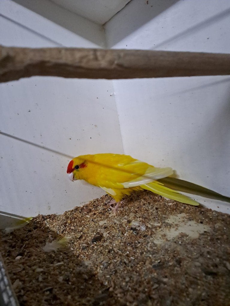 Kakariki man, Dieren en Toebehoren, Mannelijk, Parkiet, Geringd
