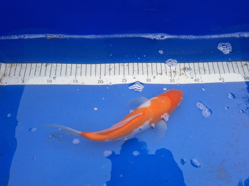 HERFSTAANBIEDING KOI UITVERKOOP 5 VOOR 4,  € 35 PS, Dieren en Toebehoren, Karper of Koi