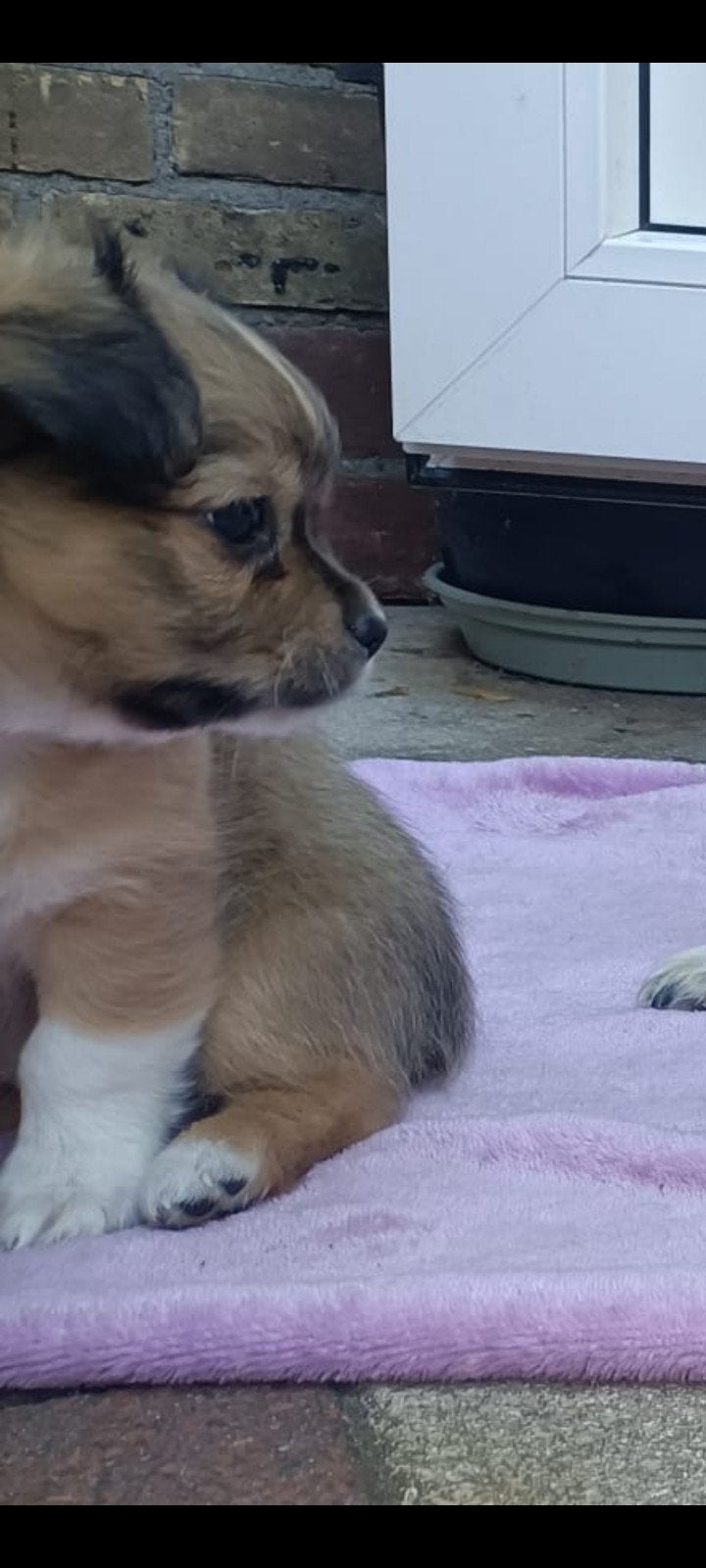 Chihuahua teefje pup, Dieren en Toebehoren, Honden | Chihuahua's en Gezelschapshonden, Teef, Chihuahua, Particulier, Eén hond