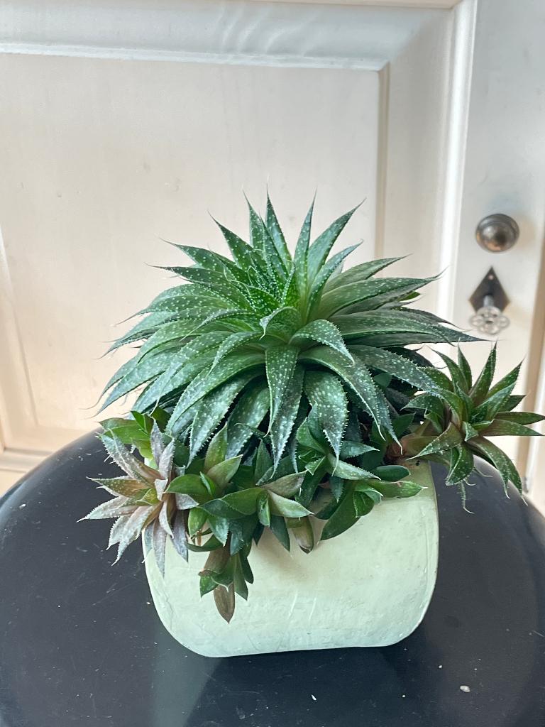 Aloe  aristata, Ophalen, Vetplant, Halfschaduw, In pot
