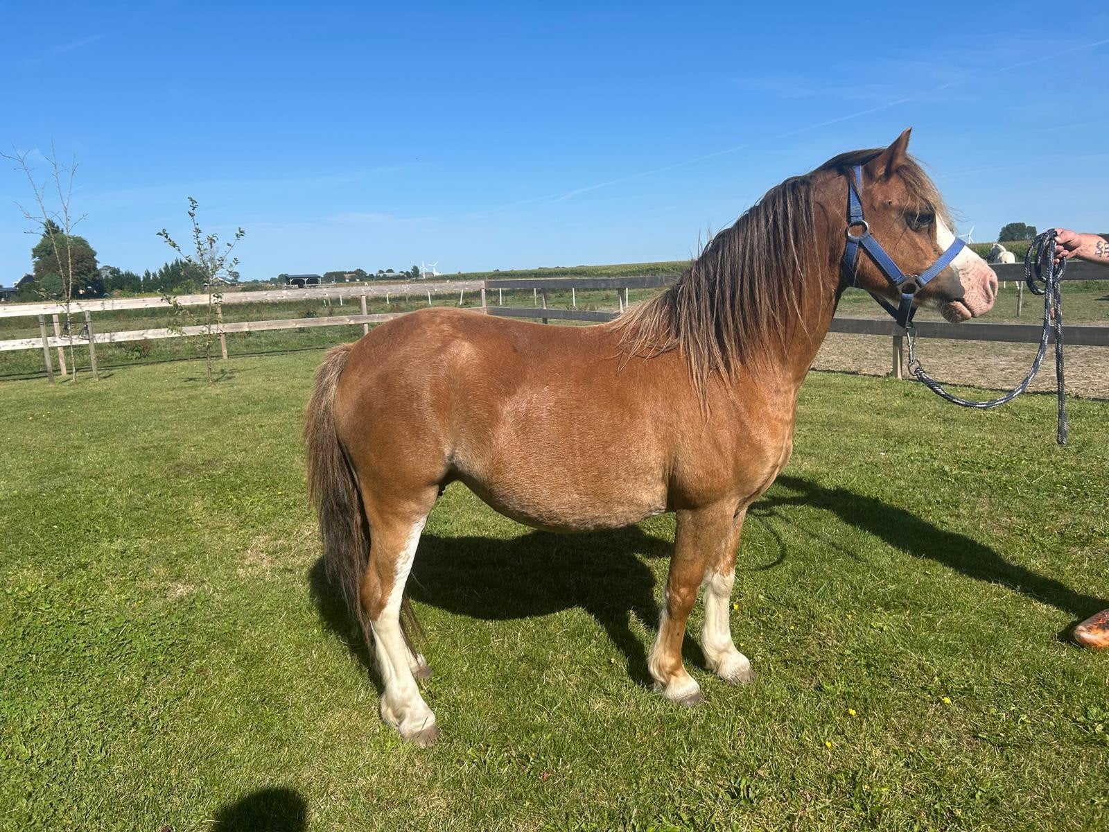 Super mooie Welsh A pony, Merrie, A pony (tot 1.17m), 0 tot 2 jaar