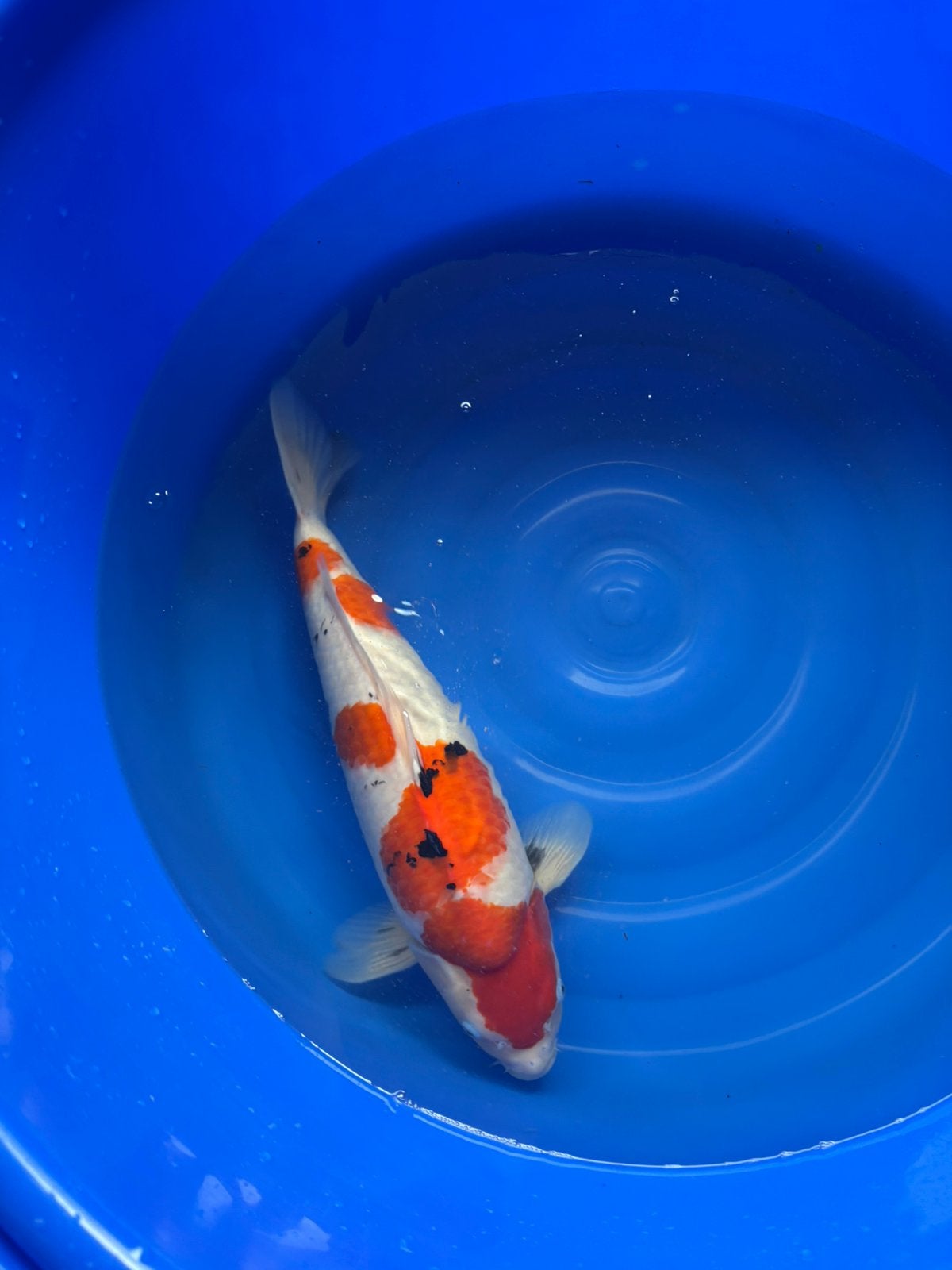 Taniguchi female sanke, Karper of Koi