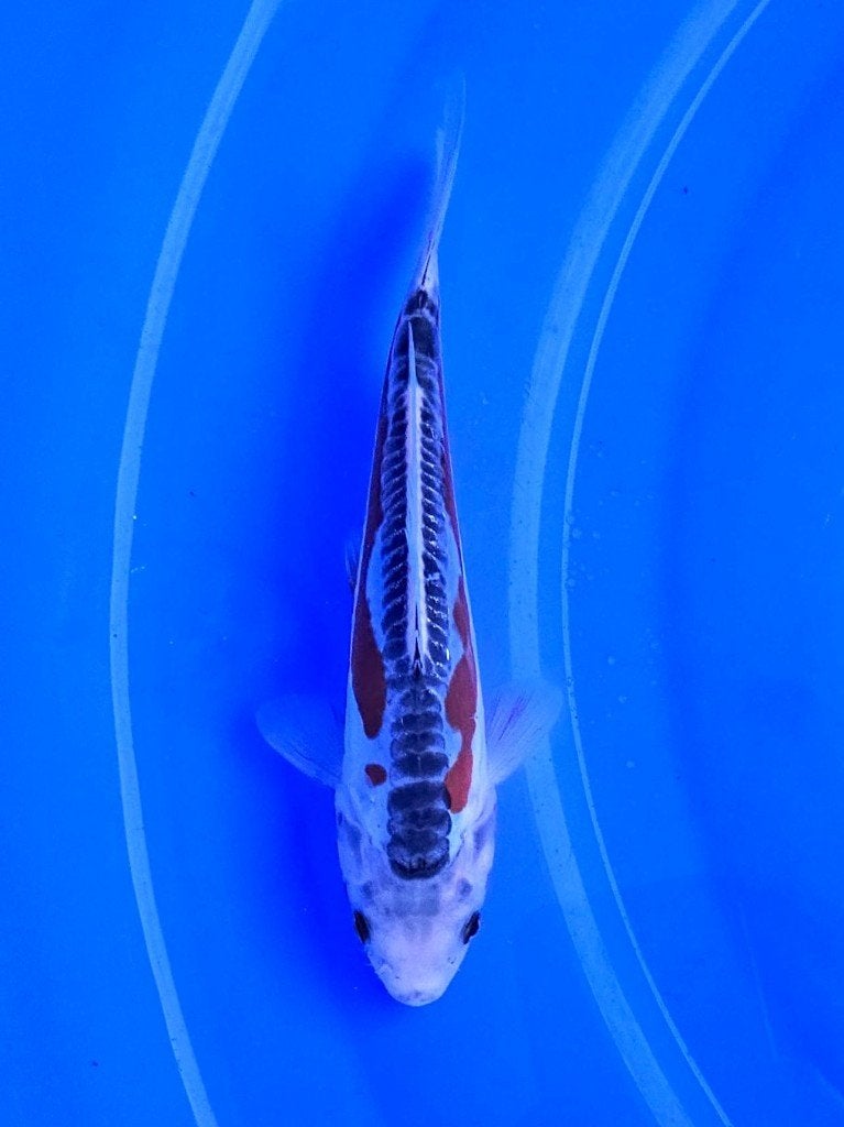 Ogata HQ tosai| Tosai vissen, Karper of Koi