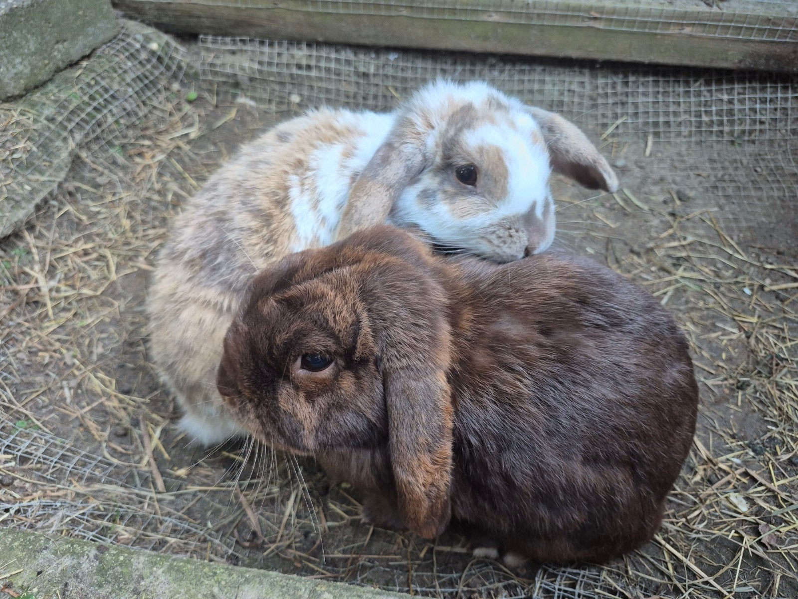 Lieve konijntjes, Dieren en Toebehoren, Konijnen, Meerdere dieren
