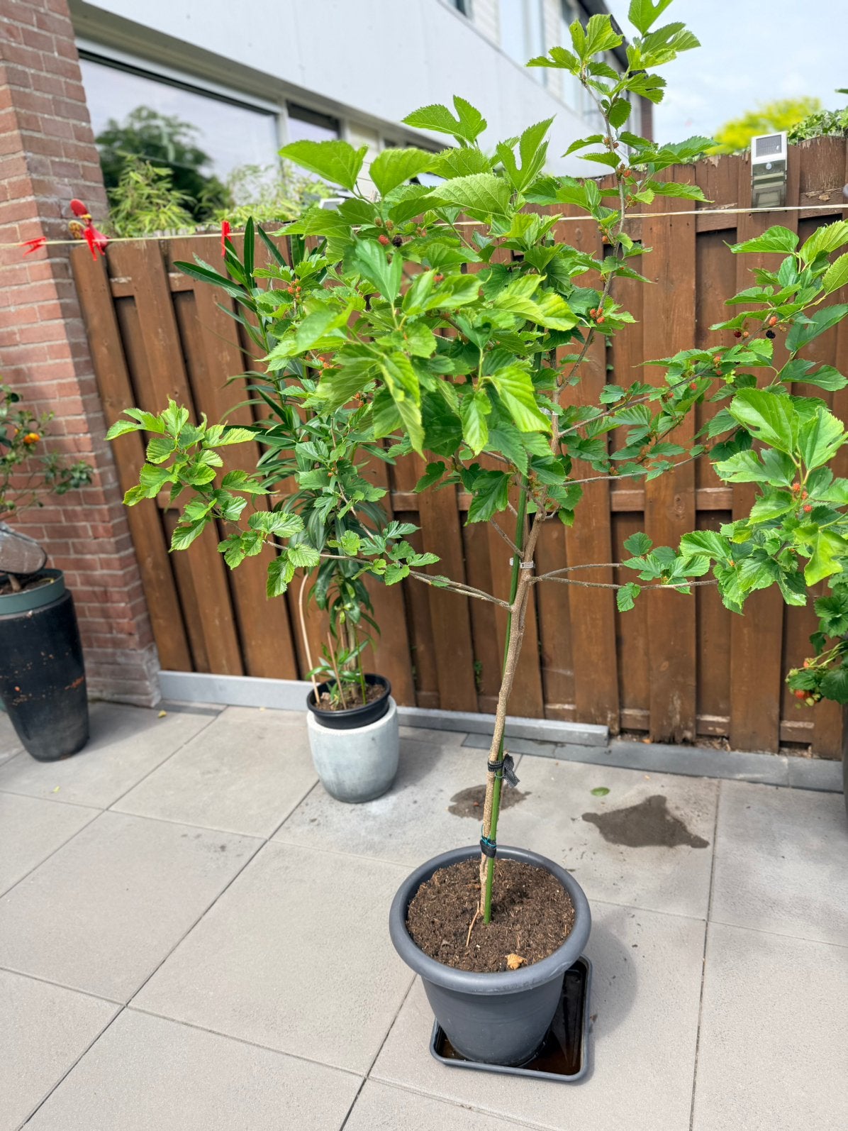Gezonde Zwarte Moerbeiboom (4 jaar oud) - Vol met vruchten!, Ophalen of Verzenden, Volle zon, Overige soorten, 100 tot 250 cm