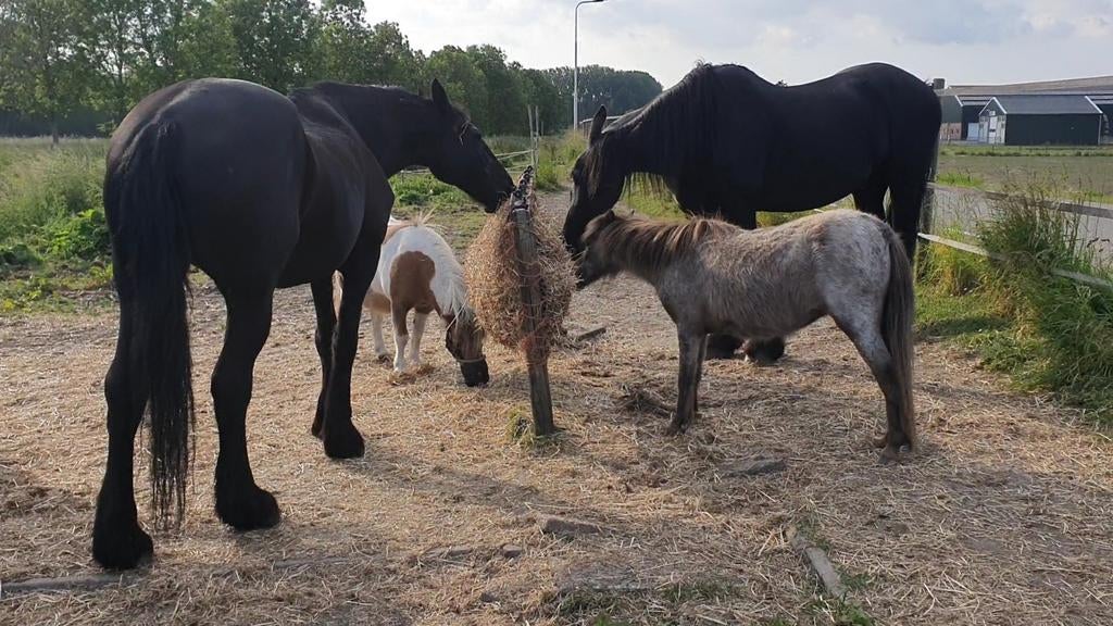 Iemand op zoek naar stalling én een bijrijder?, Dieren en Toebehoren, Stalling en Weidegang, Stalling, 1 paard of pony