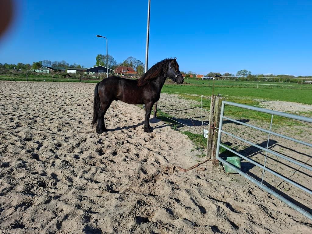 Friese  Hengst, Dieren en Toebehoren, Hengst, Minder dan 160 cm, Recreatiepaard, 0 tot 2 jaar