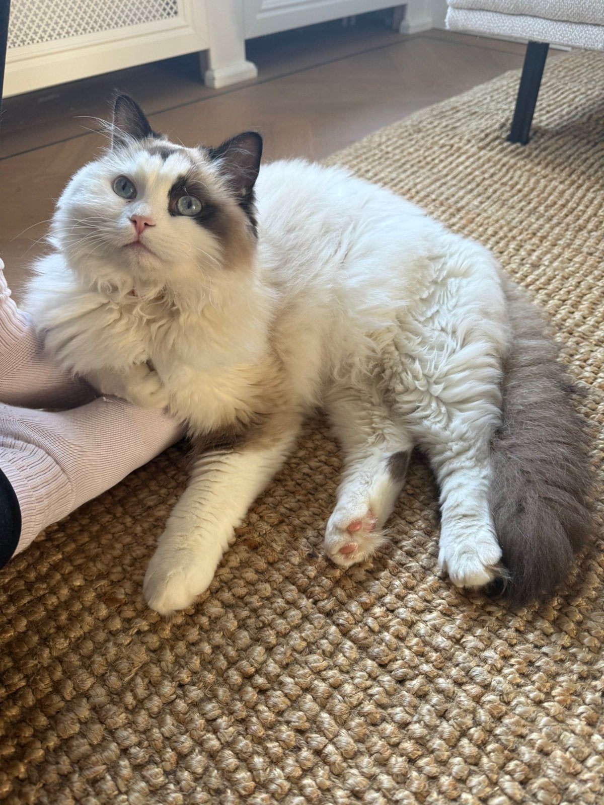 Lieve Ragdoll kater Miso zoekt een fijn nieuw huisje, Kater, Gechipt, 0 tot 2 jaar