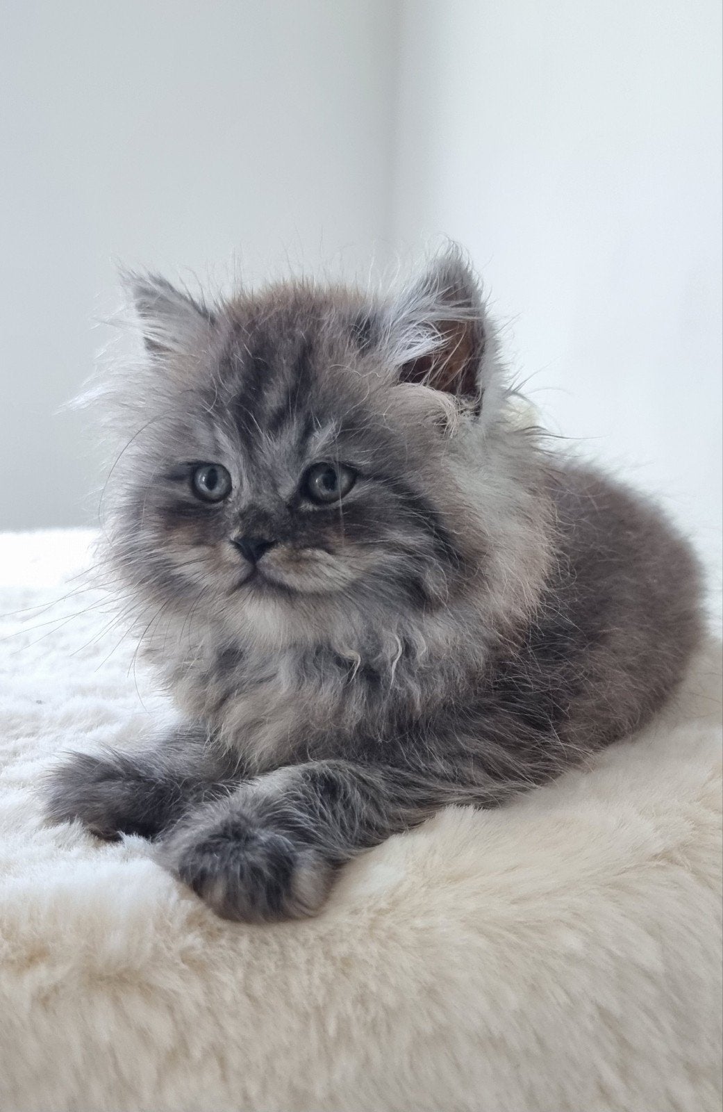 British long-haired kittens