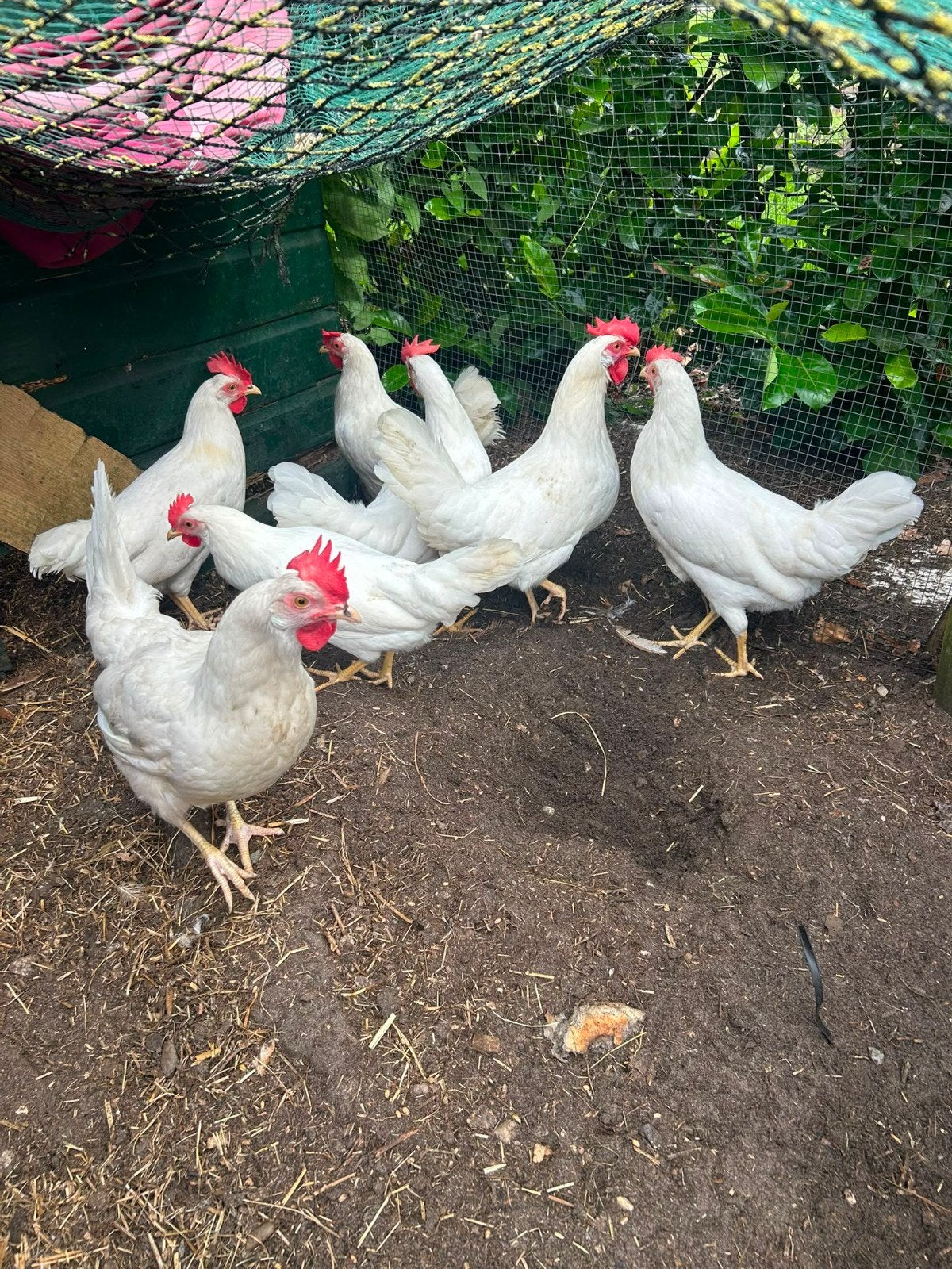 Nog 2 Jonge Witte en 2 bruine Lohmann., Dieren en Toebehoren, Pluimvee, Vrouwelijk, Kip