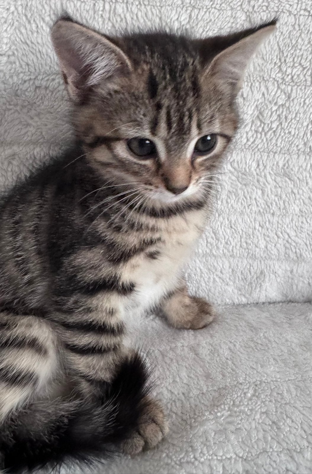 Kitten 2x 🐯 Babycat, Meerdere dieren, Ontwormd