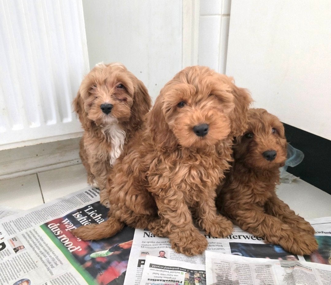 prachtige cockapoo pups, Overige rassen, CDV (hondenziekte), 8 tot 15 weken, Meerdere