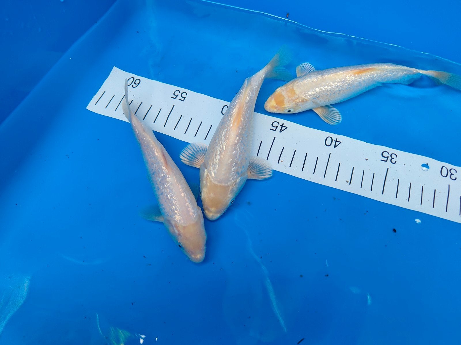 jinerin wit koi karpertjes, Karper of Koi