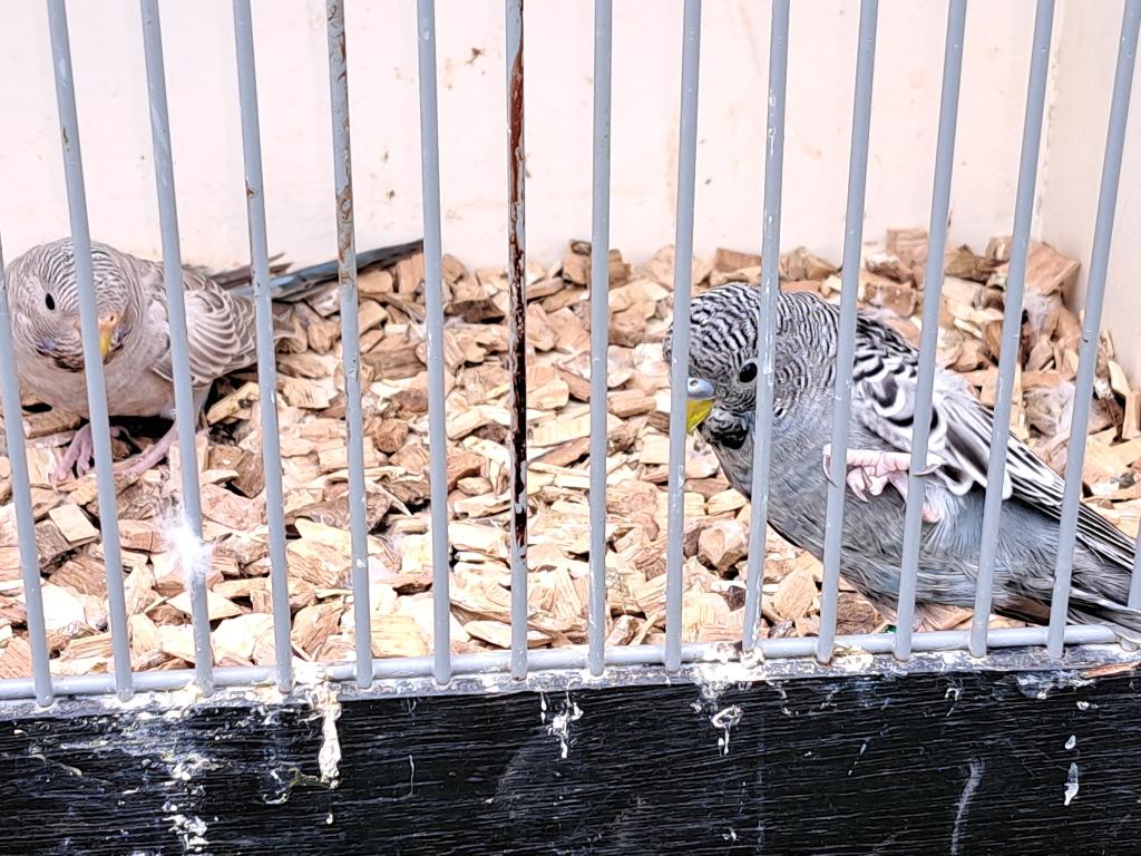 grasparkieten blackface., Meerdere dieren, Parkiet, Geringd