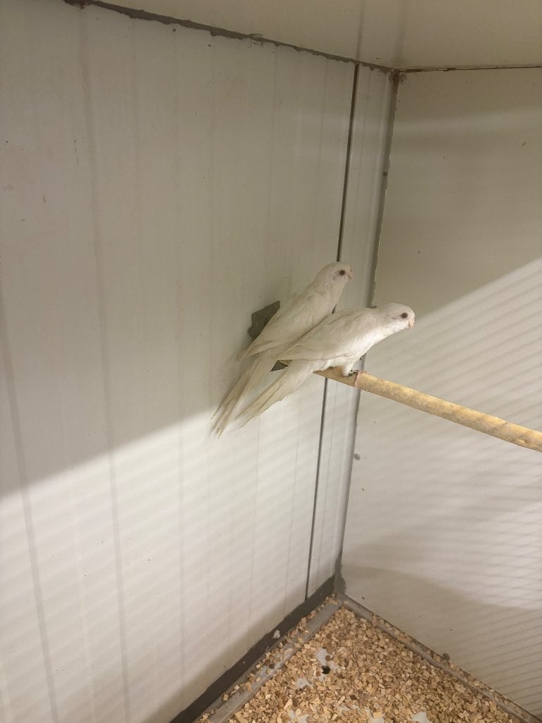 Albino , split albino , rubino , lutino Rosella's, Dieren en Toebehoren, Meerdere dieren, Parkiet, Geringd