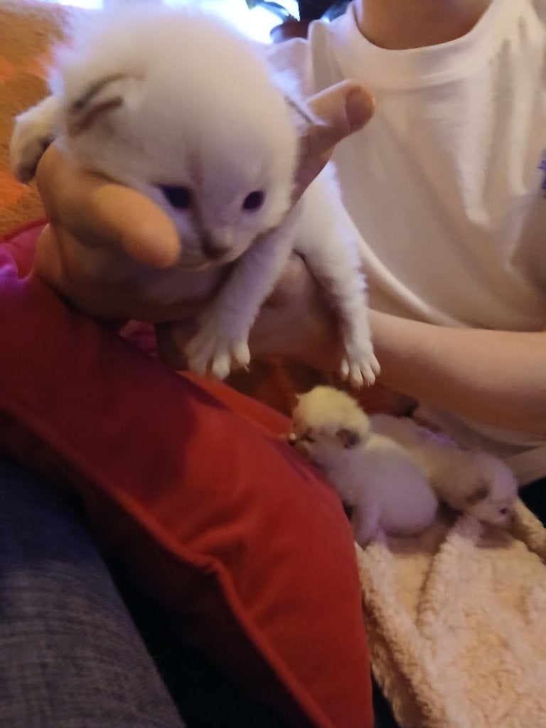 Ragdoll kittens, Meerdere dieren, Gechipt, 0 tot 2 jaar