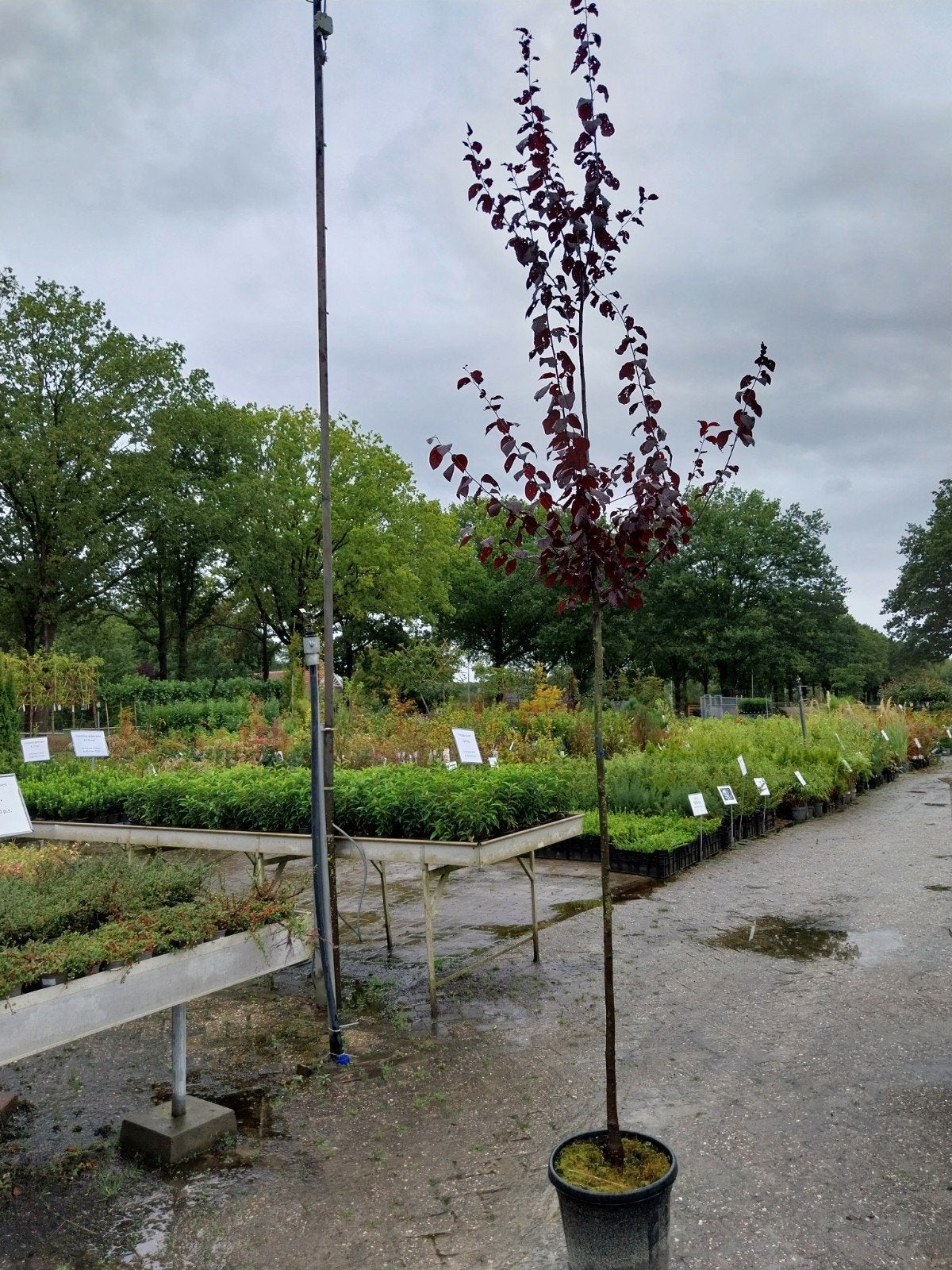 Prunus Cerasifera Nigra - Rode Kerspruim Boom, Overige soorten, Lente, 250 tot 400 cm, Ophalen