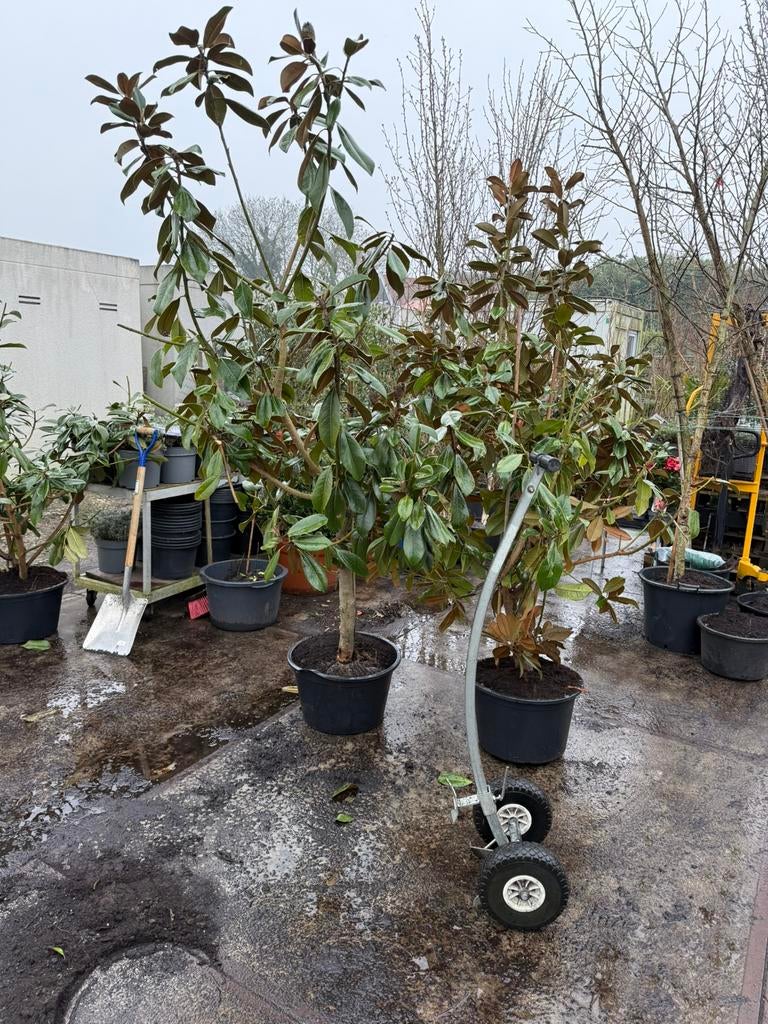 Magnolia grandiflora blanc double de nantes zeer groot, Tuin en Terras, Planten | Bomen, Overige soorten, 100 tot 250 cm, Zomer