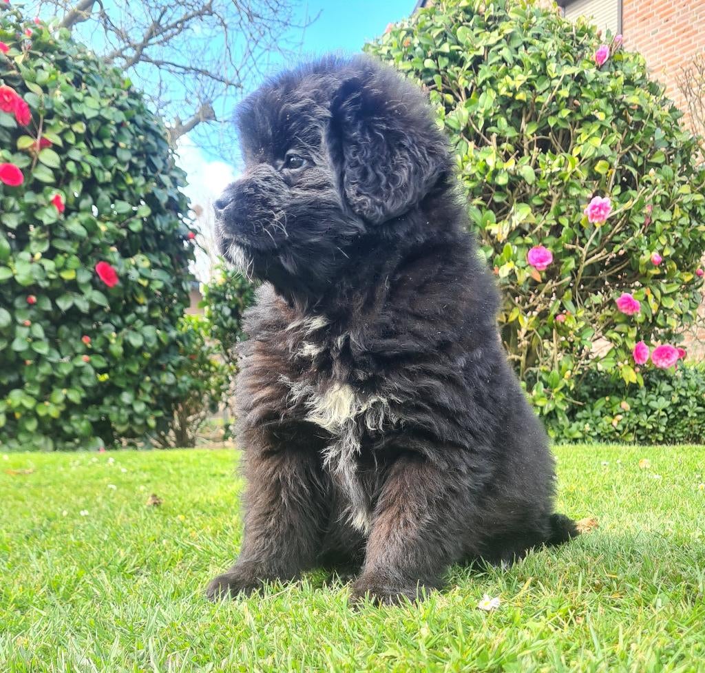 new foundlander pups, Parvo, 8 tot 15 weken, Bulldog, Meerdere