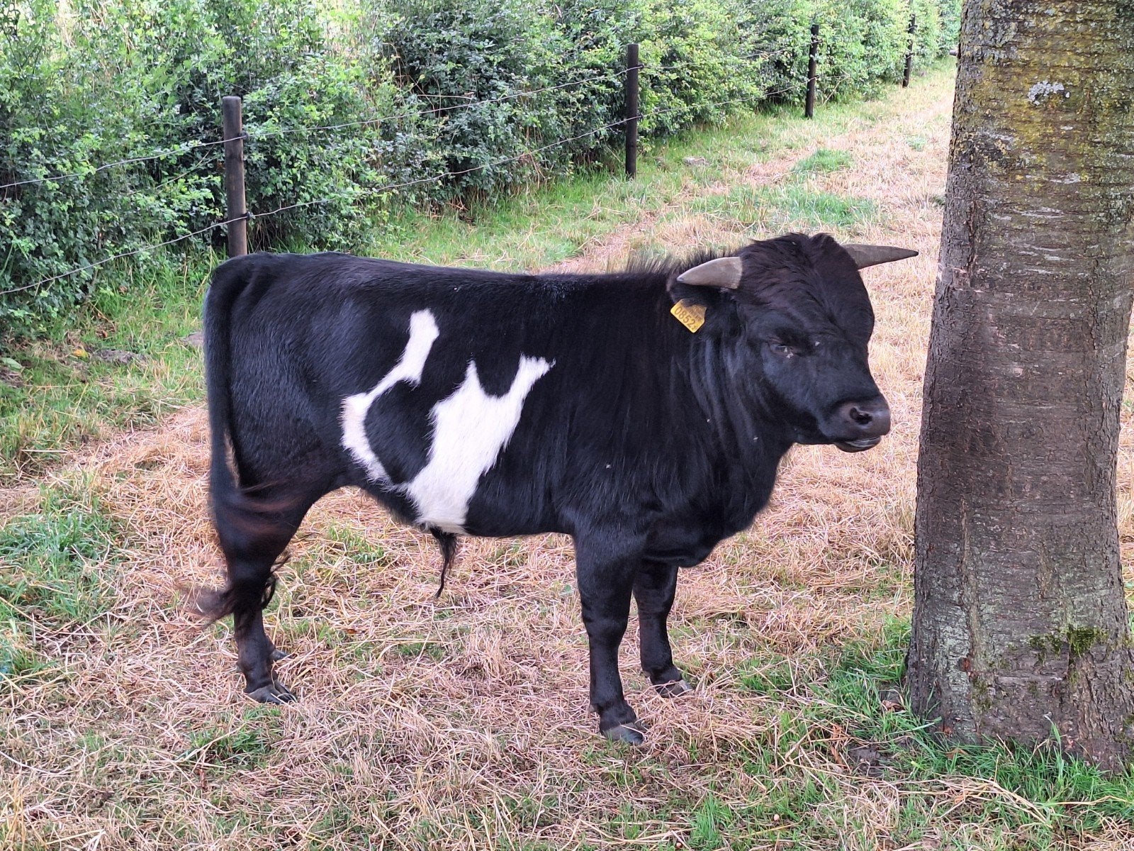 Te koop Dahomey dekstiertje, minirund, Dieren en Toebehoren, Mannelijk