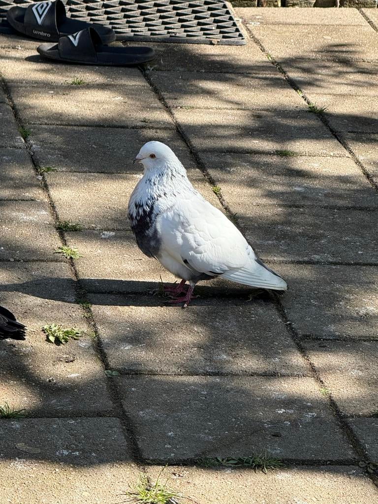 Mooi koppel, Dieren en Toebehoren, Vogels | Duiven, Meerdere dieren, Overige soorten