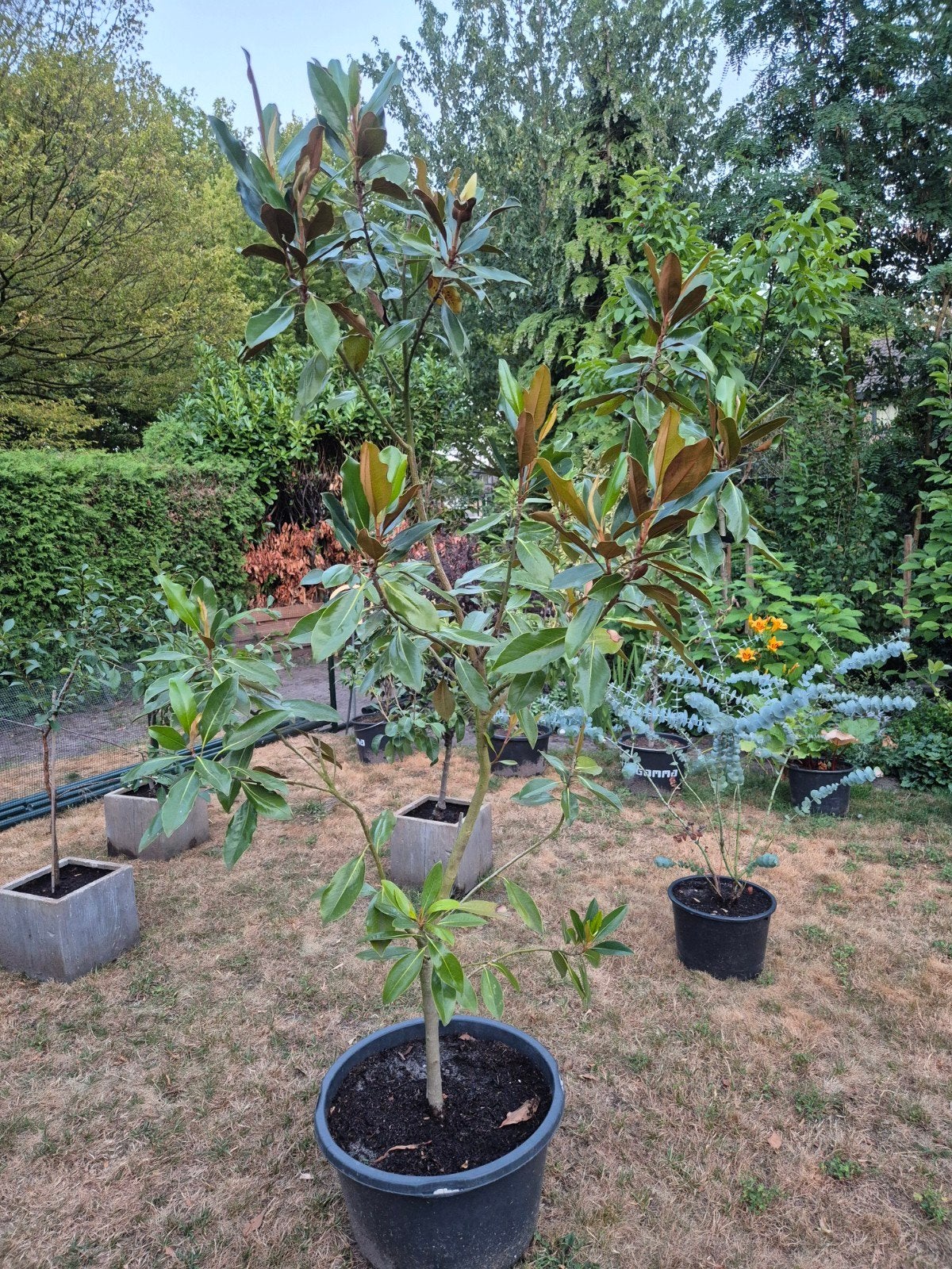 Magnolia grand flora in pot, Ophalen, Minder dan 100 cm, Lente, Overige soorten