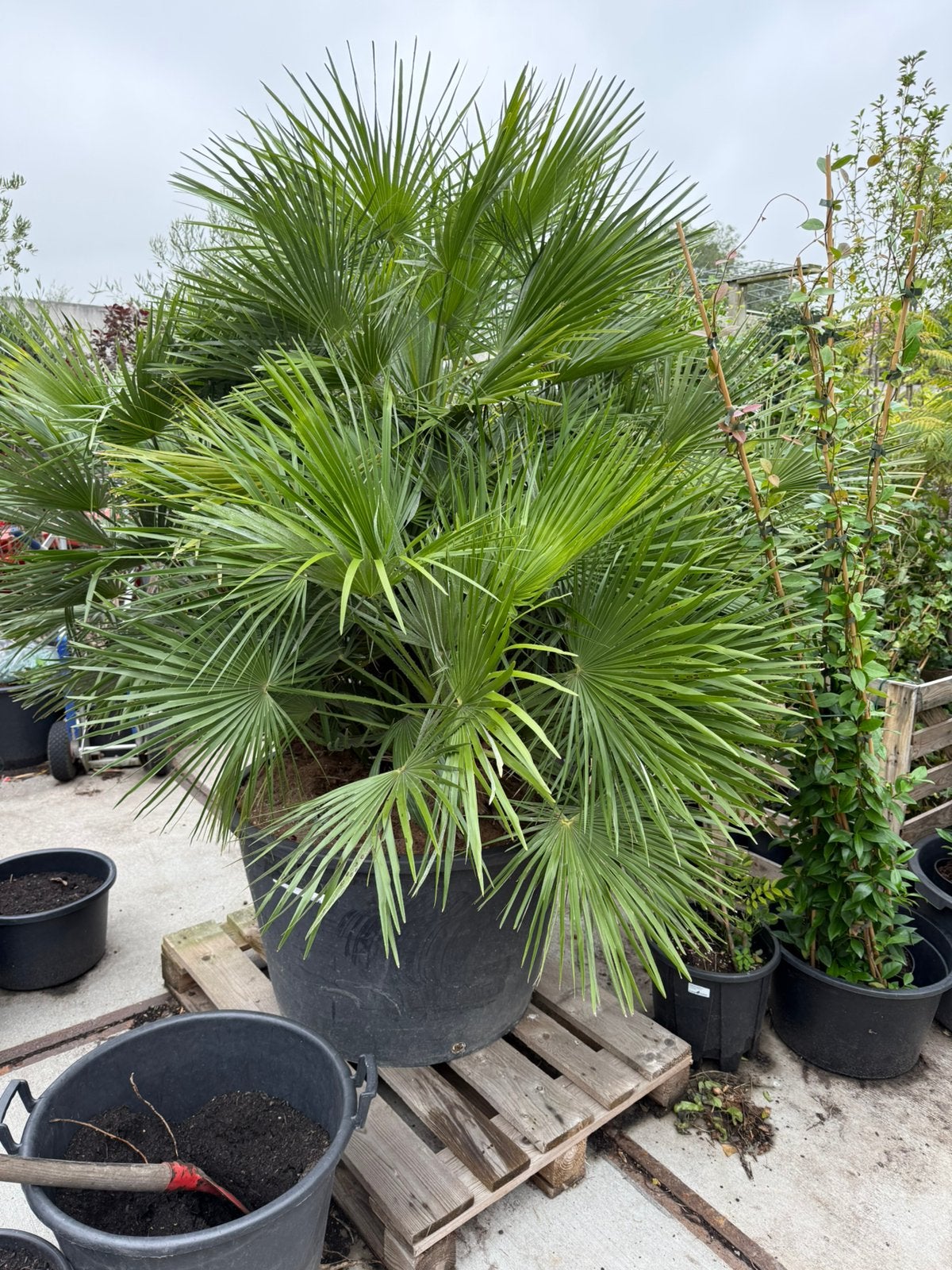 Foto 6 van Prachtige palm super dik chamearops wie wil hem niet ? 595,-
