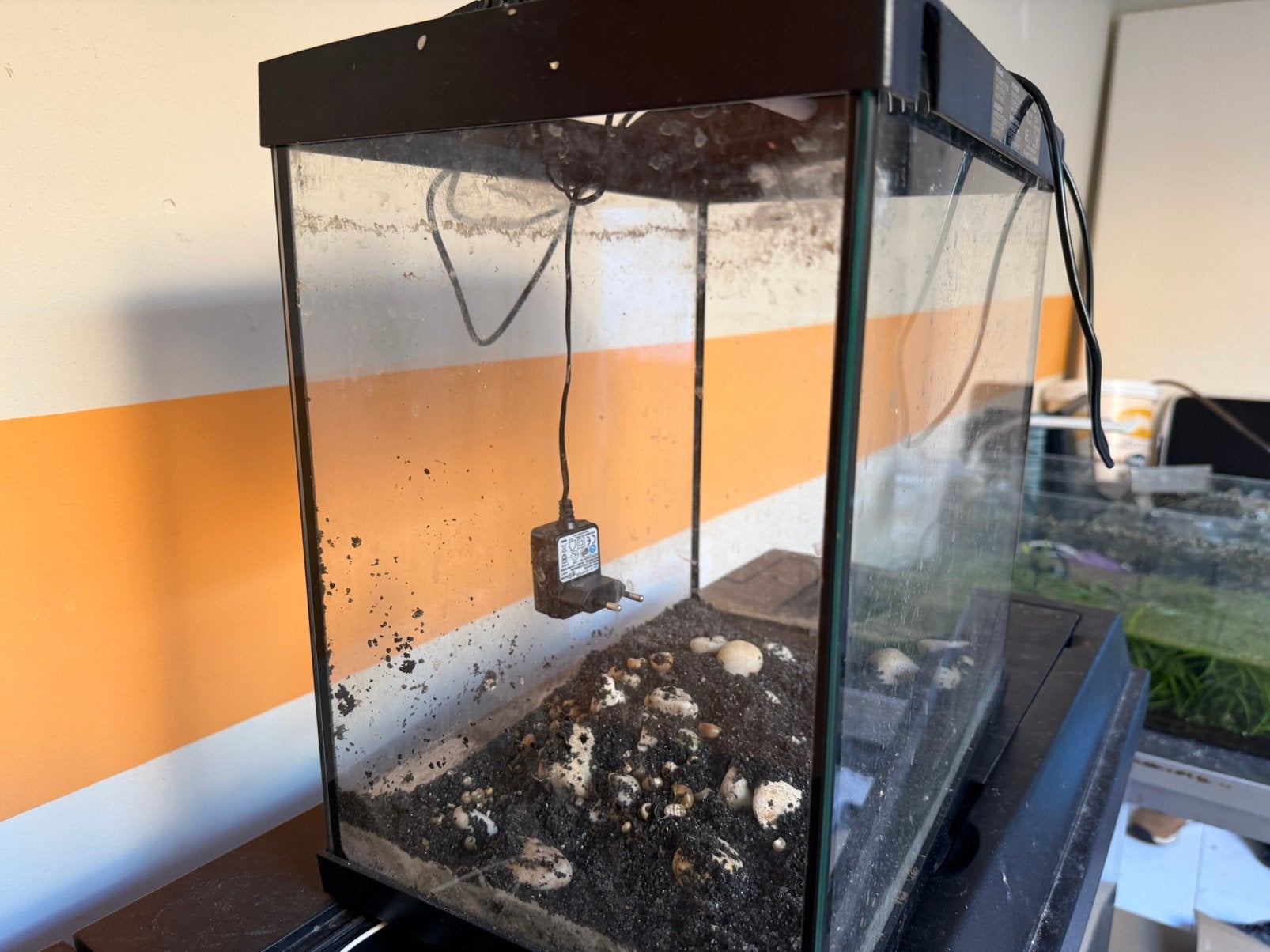 2 kleine aquariums met steen en licht te koop, Ophalen of Verzenden, Zo goed als nieuw, Plant(en), Steen of Hout