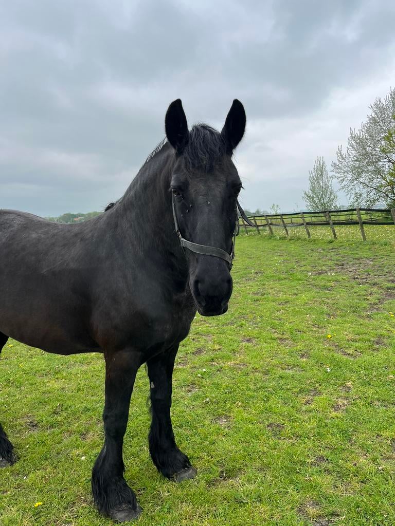 Fries paard / friese merrie, Dieren en Toebehoren, Paarden, Merrie, Recreatiepaard, 11 jaar of ouder