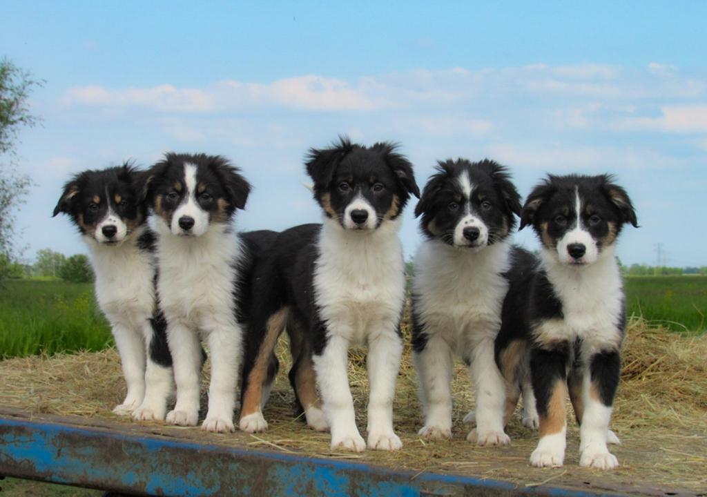 Enthousiaste 75% Australian Shepherd x 25% border collie, Dieren en Toebehoren, Honden | Herdershonden en Veedrijvers, Parvo, Overige rassen