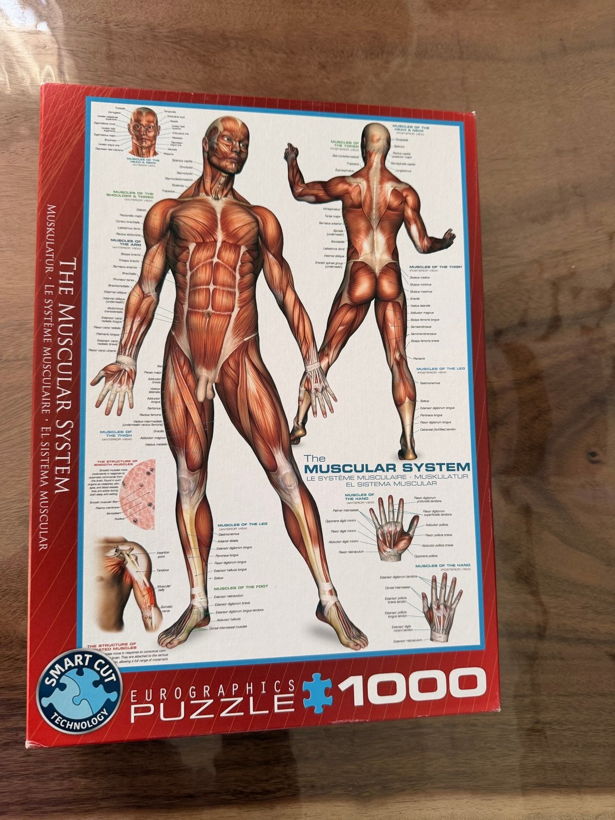Eurographics Puzzel - Het Spierstelsel - 1000 stukjes, Ophalen, 500 t/m 1500 stukjes, Gebruikt, Legpuzzel