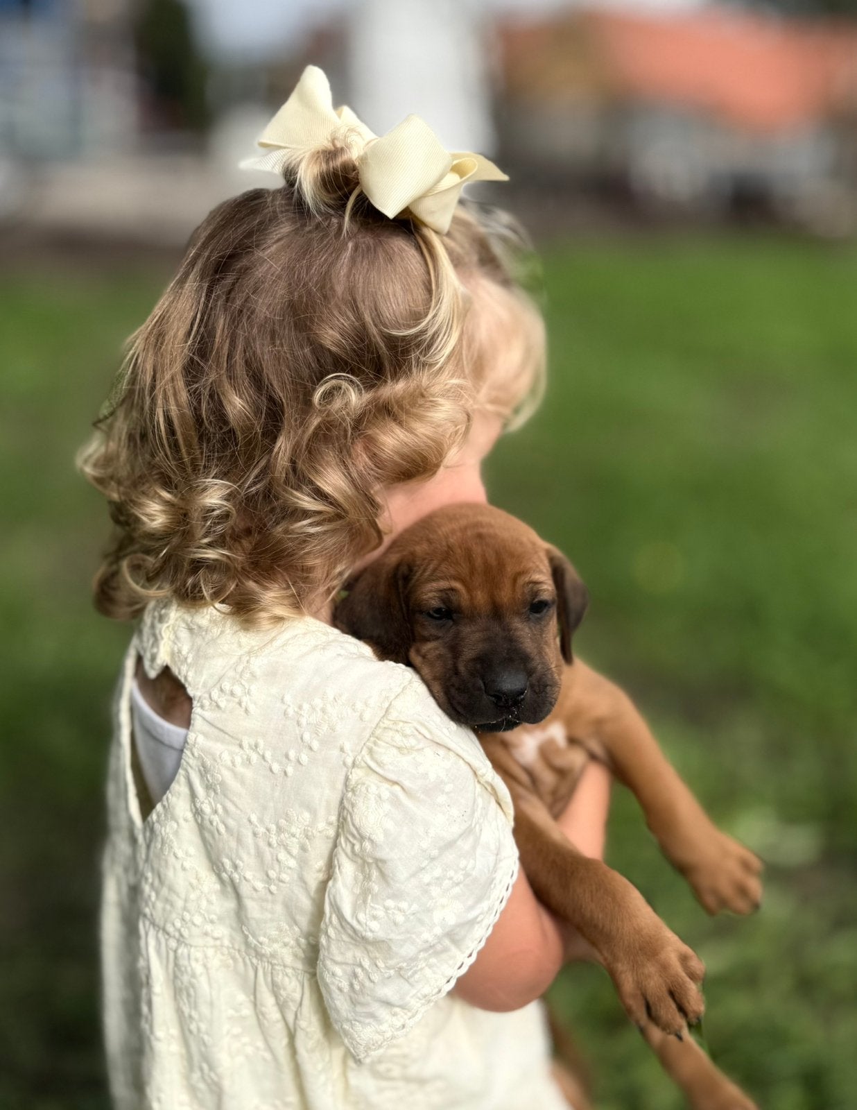 Ridgeback pups, Standaard, 8 tot 15 weken, Korthaar, Meerdere
