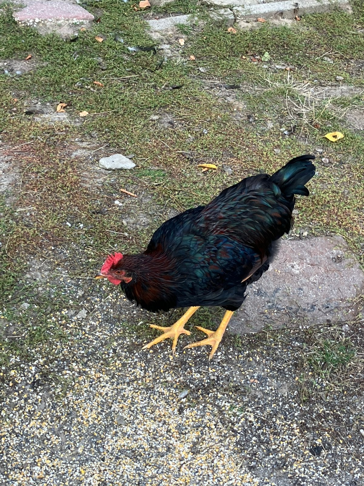 Barnevelder hanen, Mannelijk, Kip