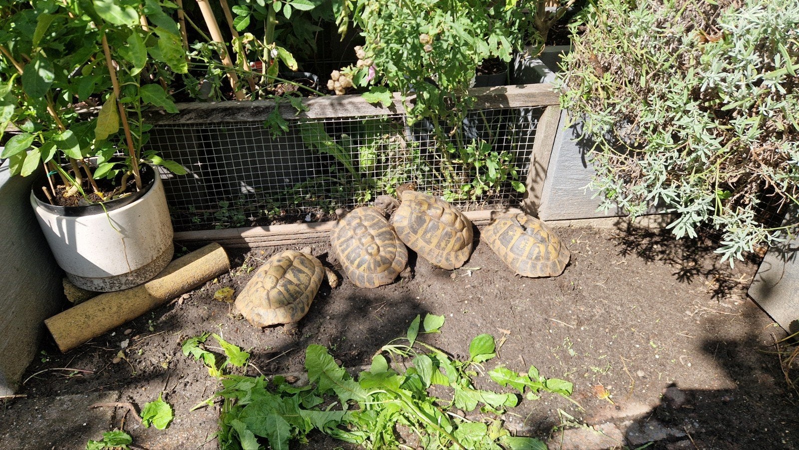 Griekse landschildpad, Dieren en Toebehoren, Schildpad, 11 jaar of ouder
