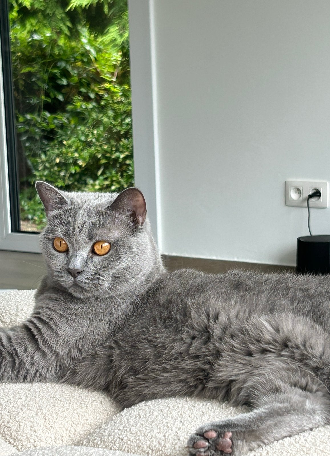 Herplaatser - Britse Korthaar Poes, Poes, Kortharig, 6 jaar of ouder