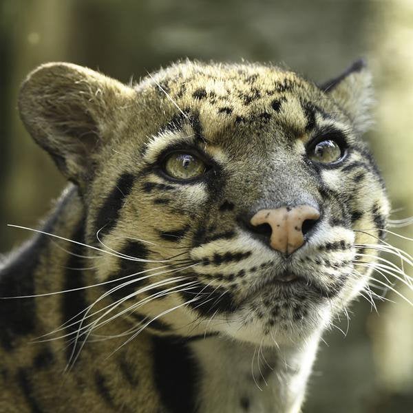 4 kaartjes Dierenpark Zie-ZOO, Tickets en Kaartjes, Drie personen of meer, Ticket of Toegangskaart