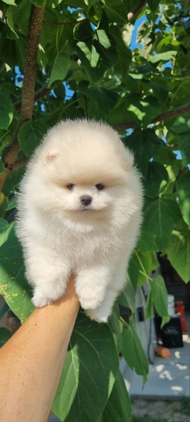 pomeriaan pups, Particulier, Keeshond, Reu, 8 tot 15 weken