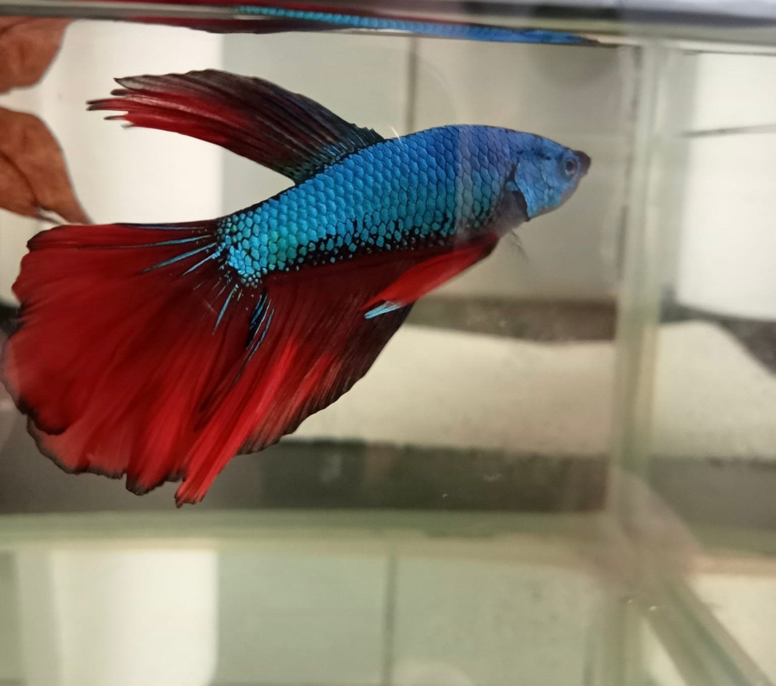 Betta man, Dieren en Toebehoren, Vissen | Aquariumvissen, Vis, Zoetwatervis