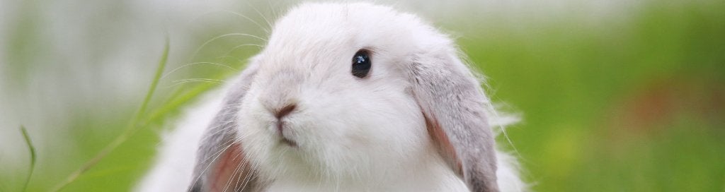 Oppas konijn in Venlo, Ophalen of Verzenden, Overige typen
